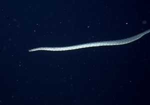 Banda Sea 2018 - DSC06167_rc - Chinese Sea Snake - Laticauda semifasciata
